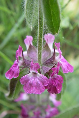 Sideritis purpurea \ Purpur-Gliedkraut / Purple Ironwort, GR Igoumenitsa 13.5.2008