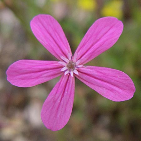 Silene ungeri \ Ungers Leimkraut / Unger's Campion, GR Dodoni 14.5.2008
