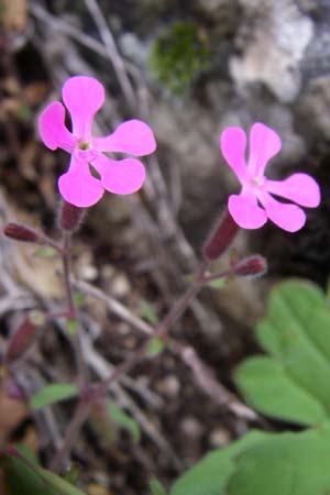 Saponaria calabrica \ Kalabrisches Seifenkraut / Spreading Soapwort, GR Zagoria, Vikos - Schlucht / Gorge 15.5.2008