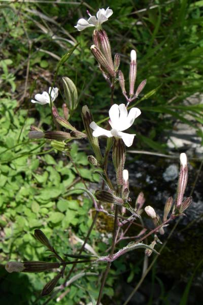 Silene italica \ Italienisches Leimkraut / Italian Campion, GR Zagoria, Vikos - Schlucht / Gorge 15.5.2008