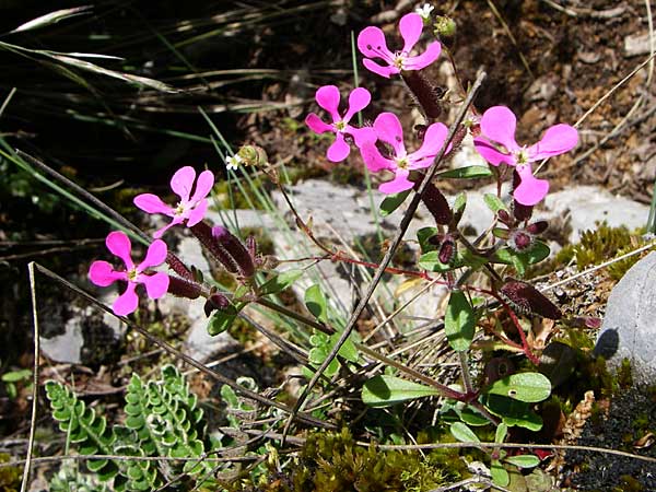 Saponaria calabrica \ Kalabrisches Seifenkraut / Spreading Soapwort, GR Zagoria, Vikos - Schlucht / Gorge 15.5.2008