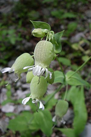 Silene vulgaris subsp. commutata \ S&uuml;dliches Taubenkropf-Leimkraut / Southern Bladder Campion, GR Zagoria, Vikos - Schlucht / Gorge 15.5.2008