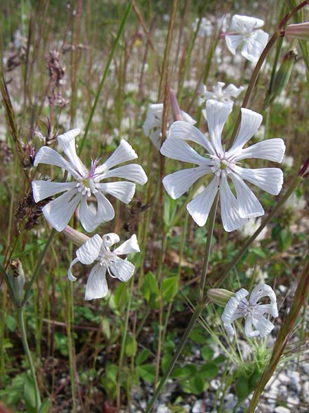 Silene graeca \ Griechisches Leimkraut / Greek Campion, GR Zagoria, Kalpaki 16.5.2008