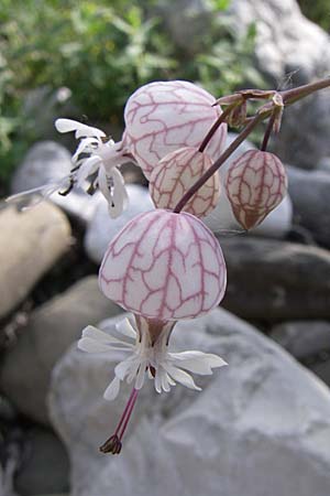 Silene fabarioides \ Bohnen&auml;hnliches Leimkraut / Bean-Like Campion, GR Zagoria, Kipi 18.5.2008