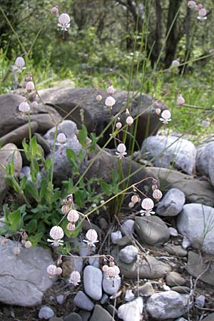 Silene fabarioides \ Bohnen&auml;hnliches Leimkraut / Bean-Like Campion, GR Zagoria, Kipi 18.5.2008