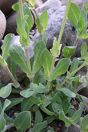 Silene fabarioides \ Bohnen&auml;hnliches Leimkraut / Bean-Like Campion, GR Zagoria, Kipi 18.5.2008