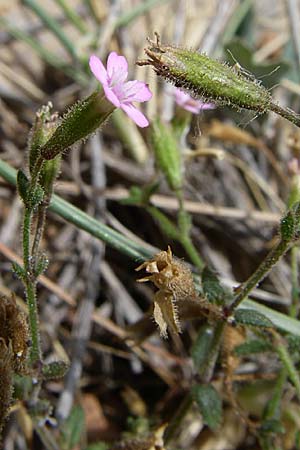Silene sedoides \ Mauerpfeffer-Leimkraut / Hairy Catchfly, GR Porto Rafti 21.5.2008