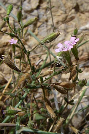 Silene sedoides \ Mauerpfeffer-Leimkraut / Hairy Catchfly, GR Porto Rafti 21.5.2008