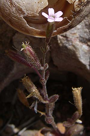 Silene sedoides \ Mauerpfeffer-Leimkraut / Hairy Catchfly, GR Porto Rafti 21.5.2008
