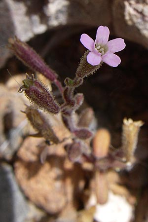 Silene sedoides \ Mauerpfeffer-Leimkraut / Hairy Catchfly, GR Porto Rafti 21.5.2008
