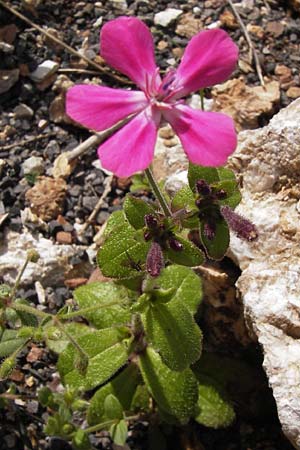 Silene integripetala \ S&uuml;dgriechisches Leimkraut, Ganzrandiges Leimkraut / Entire-Petal Campion, GR Peloponnes, Figalia 29.3.2013