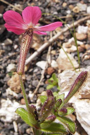 Silene integripetala \ S&uuml;dgriechisches Leimkraut, Ganzrandiges Leimkraut / Entire-Petal Campion, GR Peloponnes, Figalia 29.3.2013