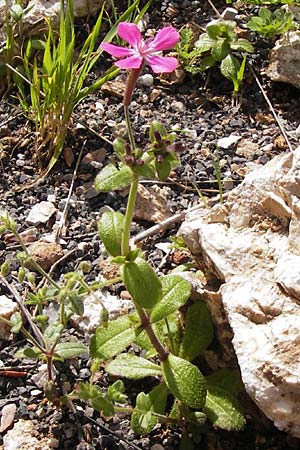 Silene integripetala \ S&uuml;dgriechisches Leimkraut, Ganzrandiges Leimkraut / Entire-Petal Campion, GR Peloponnes, Figalia 29.3.2013