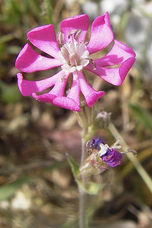 Silene colorata \ Farbiges Leimkraut / Mediterranean Catchfly, GR Hymettos 2.4.2013