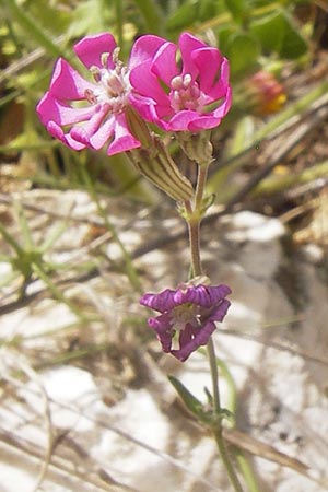 Silene colorata \ Farbiges Leimkraut / Mediterranean Catchfly, GR Hymettos 2.4.2013