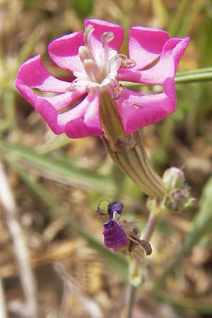 Silene colorata \ Farbiges Leimkraut / Mediterranean Catchfly, GR Hymettos 2.4.2013