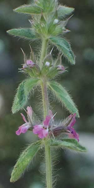 Sideritis purpurea \ Purpur-Gliedkraut / Purple Ironwort, GR Peloponnes, Chelmos, Klitoria 23.5.2024