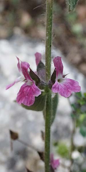Sideritis purpurea \ Purpur-Gliedkraut / Purple Ironwort, GR Peloponnes, Chelmos, Klitoria 23.5.2024