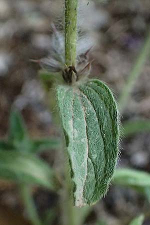 Sideritis purpurea \ Purpur-Gliedkraut / Purple Ironwort, GR Peloponnes, Chelmos, Klitoria 23.5.2024
