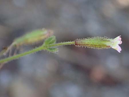 Silene sedoides \ Mauerpfeffer-Leimkraut / Hairy Catchfly, GR Peloponnes, Stoupa 24.5.2024