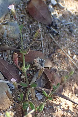 Silene sedoides \ Mauerpfeffer-Leimkraut / Hairy Catchfly, GR Peloponnes, Stoupa 24.5.2024