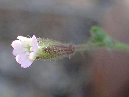 Silene sedoides \ Mauerpfeffer-Leimkraut / Hairy Catchfly, GR Peloponnes, Stoupa 24.5.2024