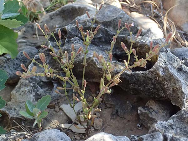 Silene sedoides \ Mauerpfeffer-Leimkraut / Hairy Catchfly, GR Peloponnes, Stoupa 24.5.2024