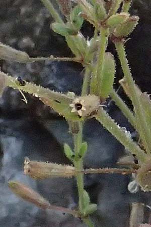 Silene sedoides \ Mauerpfeffer-Leimkraut / Hairy Catchfly, GR Peloponnes, Stoupa 24.5.2024
