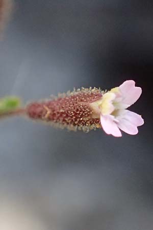 Silene sedoides \ Mauerpfeffer-Leimkraut / Hairy Catchfly, GR Peloponnes, Stoupa 24.5.2024