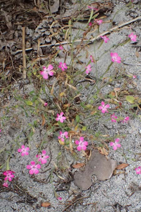 Silene integripetala \ S&uuml;dgriechisches Leimkraut, Ganzrandiges Leimkraut / Entire-Petal Campion, GR Peloponnes, Taygetos, Viros - Schlucht / Gorge 25.5.2024