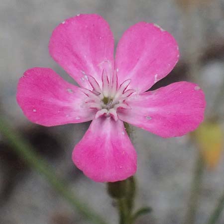 Silene integripetala \ S&uuml;dgriechisches Leimkraut, Ganzrandiges Leimkraut / Entire-Petal Campion, GR Peloponnes, Taygetos, Viros - Schlucht / Gorge 25.5.2024