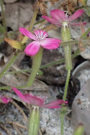 Silene integripetala \ S&uuml;dgriechisches Leimkraut, Ganzrandiges Leimkraut / Entire-Petal Campion, GR Peloponnes, Taygetos, Viros - Schlucht / Gorge 25.5.2024