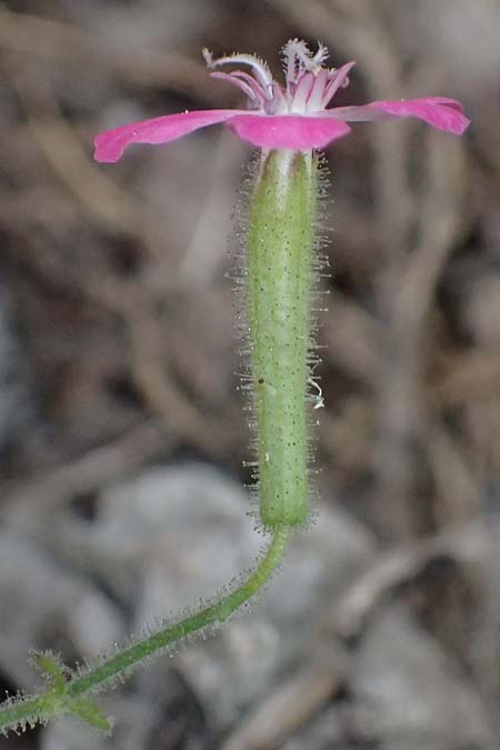 Silene integripetala \ S&uuml;dgriechisches Leimkraut, Ganzrandiges Leimkraut / Entire-Petal Campion, GR Peloponnes, Taygetos, Viros - Schlucht / Gorge 25.5.2024