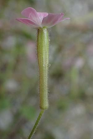 Silene integripetala \ S&uuml;dgriechisches Leimkraut, Ganzrandiges Leimkraut / Entire-Petal Campion, GR Peloponnes, Taygetos, Viros - Schlucht / Gorge 25.5.2024