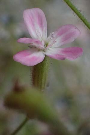 Silene integripetala \ S&uuml;dgriechisches Leimkraut, Ganzrandiges Leimkraut / Entire-Petal Campion, GR Peloponnes, Taygetos, Viros - Schlucht / Gorge 25.5.2024
