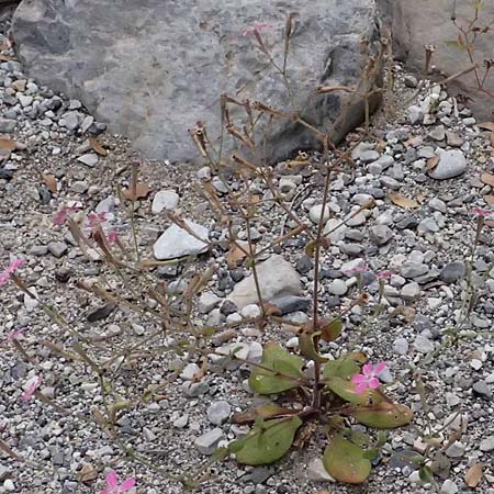 Silene integripetala \ S&uuml;dgriechisches Leimkraut, Ganzrandiges Leimkraut / Entire-Petal Campion, GR Peloponnes, Taygetos, Viros - Schlucht / Gorge 25.5.2024