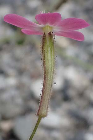 Silene integripetala \ S&uuml;dgriechisches Leimkraut, Ganzrandiges Leimkraut / Entire-Petal Campion, GR Peloponnes, Taygetos, Viros - Schlucht / Gorge 25.5.2024