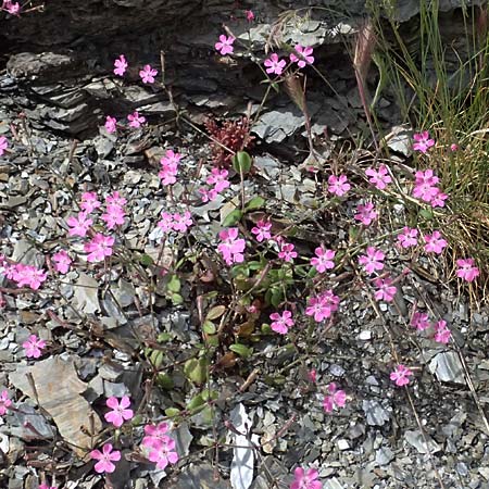 Silene integripetala \ S&uuml;dgriechisches Leimkraut, Ganzrandiges Leimkraut / Entire-Petal Campion, GR Peloponnes, Taygetos 27.5.2024