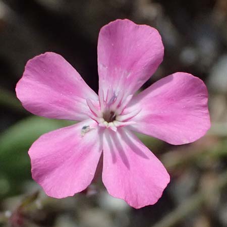 Silene integripetala \ S&uuml;dgriechisches Leimkraut, Ganzrandiges Leimkraut / Entire-Petal Campion, GR Peloponnes, Taygetos 27.5.2024