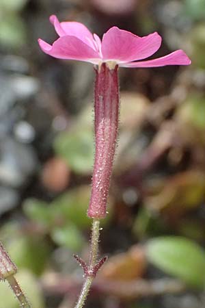 Silene integripetala \ S&uuml;dgriechisches Leimkraut, Ganzrandiges Leimkraut / Entire-Petal Campion, GR Peloponnes, Taygetos 27.5.2024
