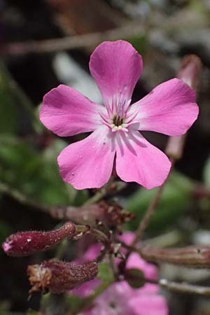 Silene integripetala \ S&uuml;dgriechisches Leimkraut, Ganzrandiges Leimkraut / Entire-Petal Campion, GR Peloponnes, Taygetos 27.5.2024