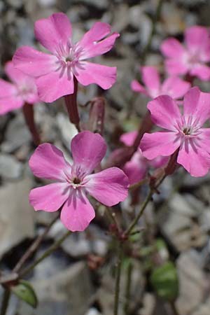 Silene integripetala \ S&uuml;dgriechisches Leimkraut, Ganzrandiges Leimkraut / Entire-Petal Campion, GR Peloponnes, Taygetos 27.5.2024