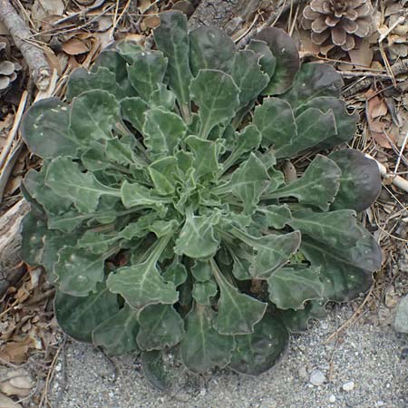 Silene gigantea subsp. hellenica \ Griechische Riesen-Leimkraut / Greek Gigantic Catchfly, GR Peloponnes, Taygetos, Viros - Schlucht / Gorge 29.5.2024