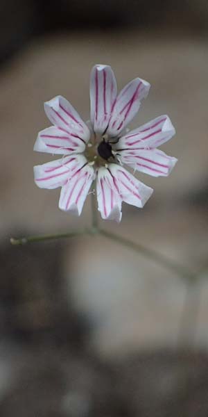 Silene echinosperma \ Igelsamiges Leimkraut / Bristleseed Catchfly, GR Peloponnes, Taygetos, Viros - Schlucht / Gorge 29.5.2024