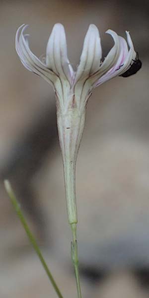 Silene echinosperma \ Igelsamiges Leimkraut / Bristleseed Catchfly, GR Peloponnes, Taygetos, Viros - Schlucht / Gorge 29.5.2024