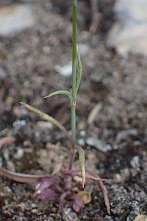 Silene echinosperma \ Igelsamiges Leimkraut / Bristleseed Catchfly, GR Peloponnes, Taygetos, Viros - Schlucht / Gorge 29.5.2024