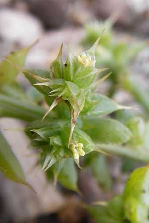 Salsola kali subsp. kali \ Kali-Salzkraut / Prickly Glasswort, GR Euboea (Evia), Kalianou 29.8.2014