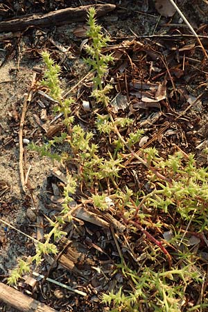 Salsola kali subsp. kali \ Kali-Salzkraut / Prickly Glasswort, GR Euboea (Evia), Neos Pirgos 25.8.2017