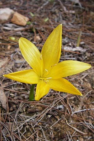 Sternbergia lutea \ Gelbe Sternbergie, Herbst-Goldbecher / Yellow Autumn Crocus, Winter Daffodil, GR Athen 6.9.2014