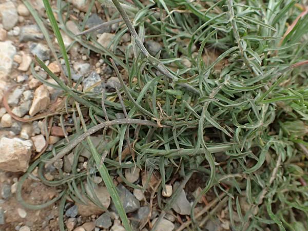 Scorzonera laciniata \ Schlitzblttrige Schwarzwurzel / Cutleaf Viper's Grass, GR Peloponnes, Chelmos 18.5.2024